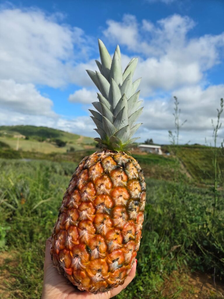 abacaxi Pombos, agricultura familiar, Sebrae Pernambuco