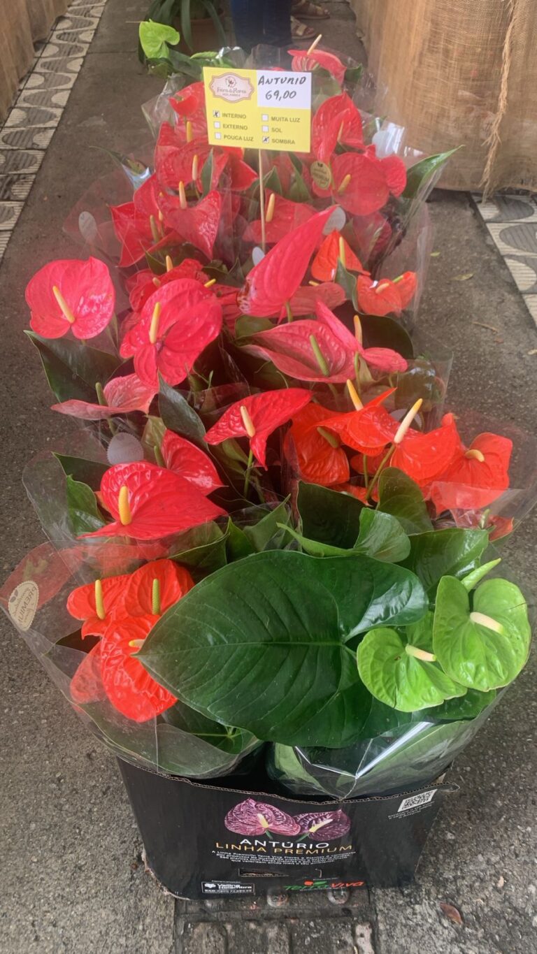 Feira de Holambra, Flores em Olinda, Plantas em Pernambuco