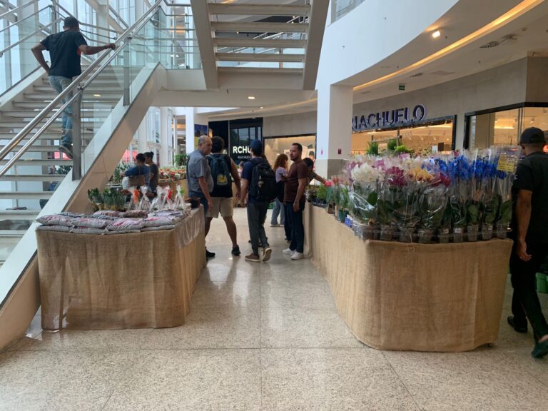 Feira de Flores, Holambra, Paulista, Olinda, jardinagem, plantas