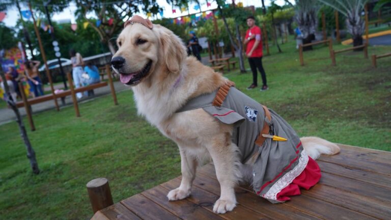 Arraiau Pet, RioMar Recife, evento junino, São João pet, encontro de cães