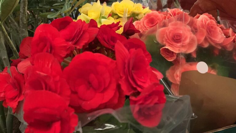 Feira de Holambra, Flores para namorados, orquídeas, rosas, plantas ornamentais