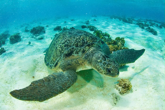 Férias Tartarugas, Olinda, educação ambiental, crianças, tartarugas marinhas, meio ambiente, férias escolares