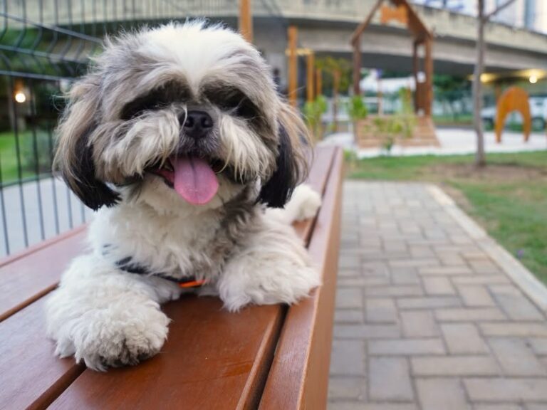 encontro Shih Tzu, RioMar Recife, evento pet, cães, domingo 27 setembro, PetMar